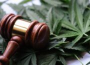 Marijuana Legalization: A Global Guide to Laws and Regulations